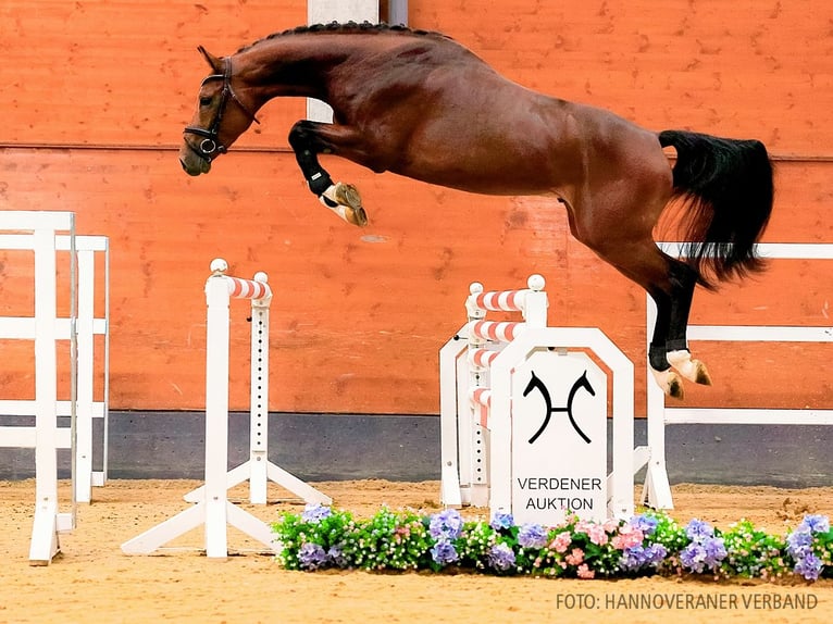 Hannoveranare Hingst 3 år 172 cm Brun in Verden