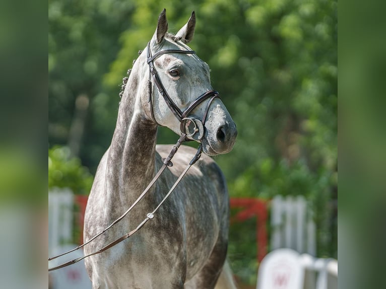 Hannoveranare Hingst 6 år 165 cm Mörkbrun in Münster