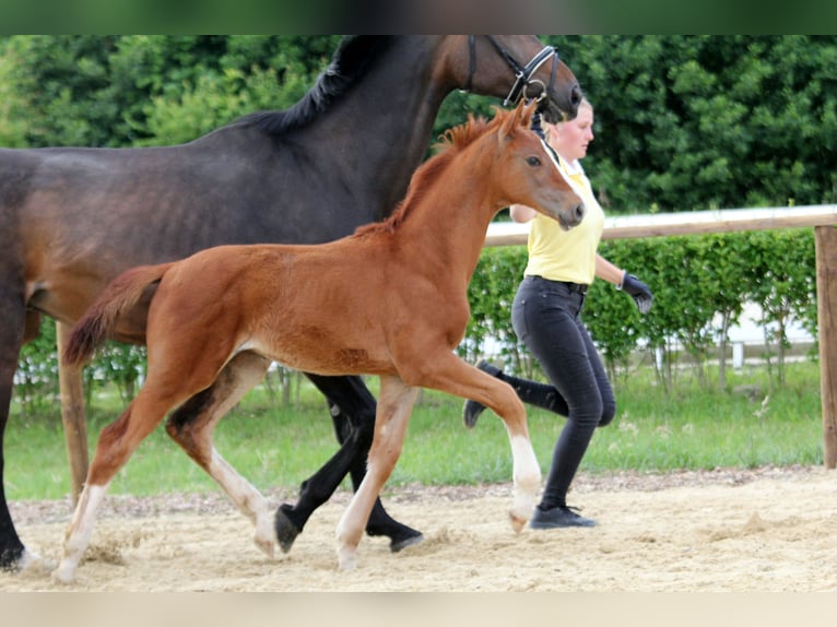 Hannoveranare Hingst Föl (04/2024) 162 cm fux in Kutenholz