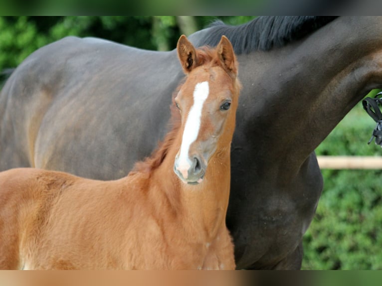 Hannoveranare Hingst Föl (04/2024) 162 cm fux in Kutenholz