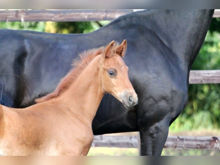 Hannoveranare Hingst Föl (05/2024) 167 cm fux in Kutenholz