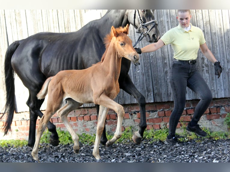 Hannoveranare Hingst Föl (05/2024) 167 cm fux in Kutenholz