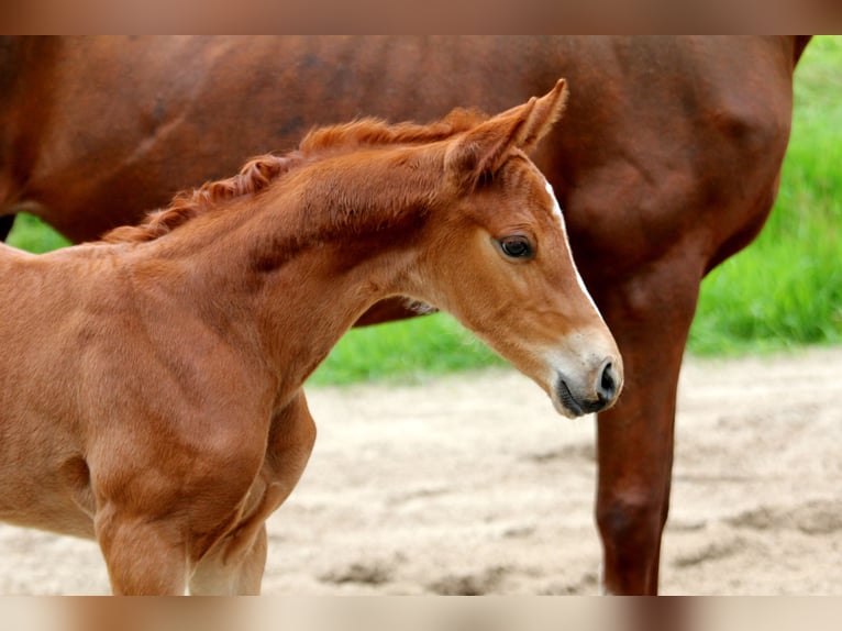 Hannoveranare Hingst Föl (05/2024) 168 cm fux in Kutenholz