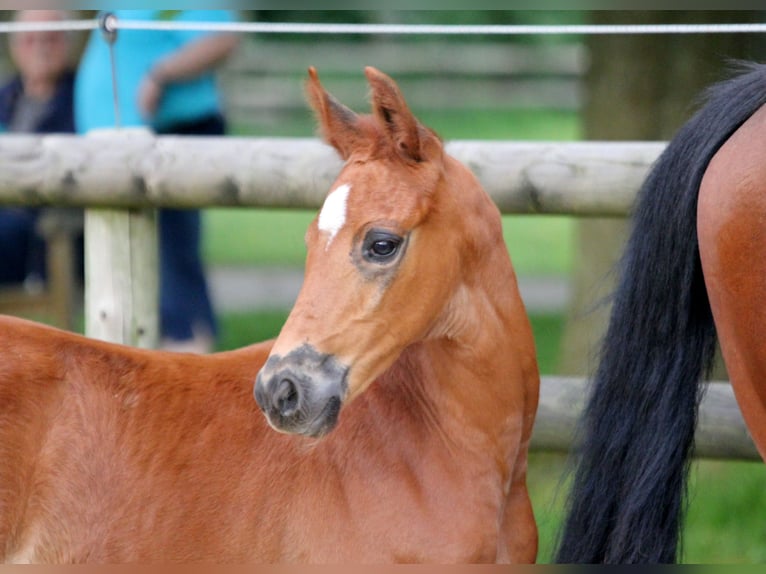 Hannoveranare Hingst Föl (05/2024) 168 cm fux in Kutenholz