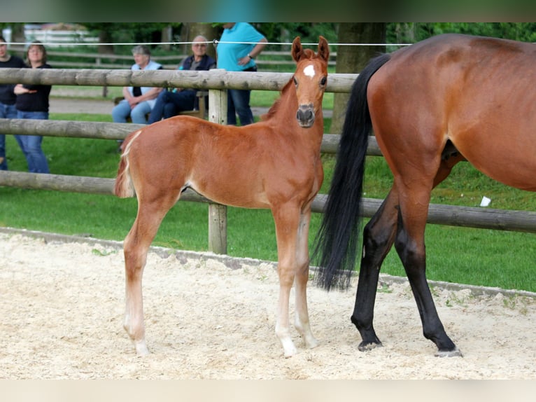 Hannoveranare Hingst Föl (05/2024) 168 cm fux in Kutenholz