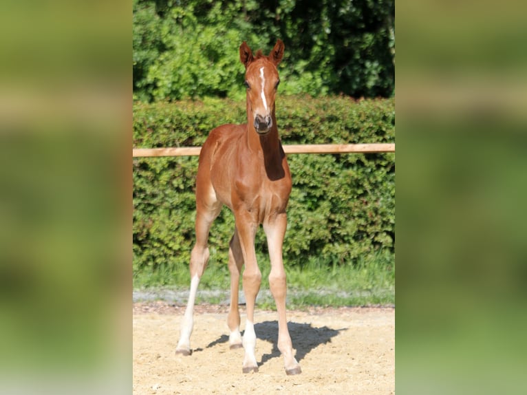 Hannoveranare Hingst Föl (05/2024) 168 cm fux in Kutenholz