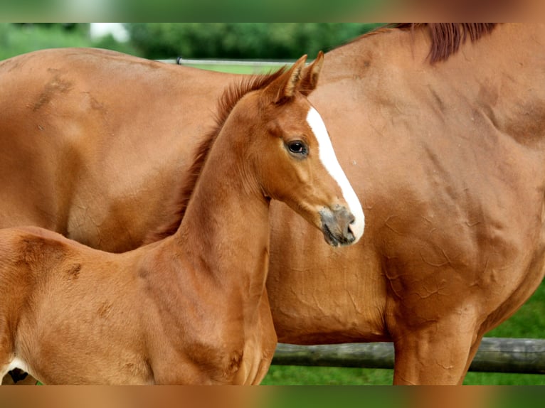 Hannoveranare Hingst Föl (05/2024) 168 cm fux in Kutenholz