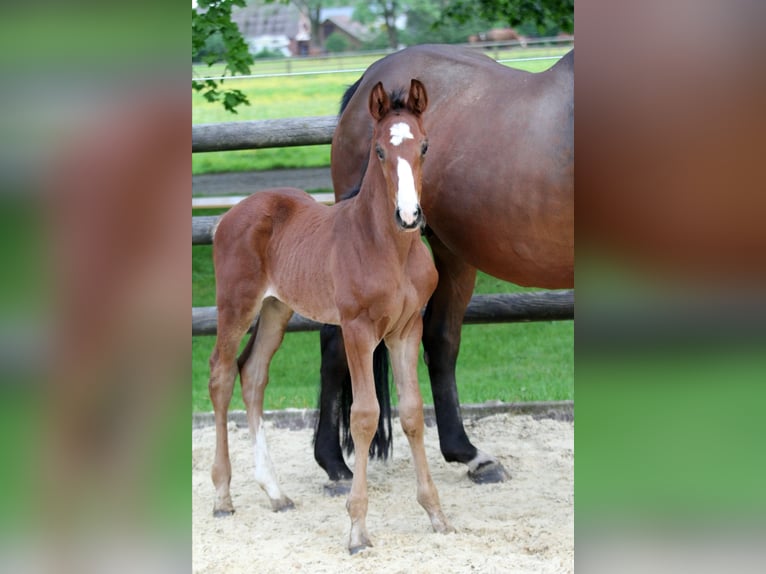 Hannoveranare Hingst Föl (04/2024) 169 cm Brun in Kutenholz