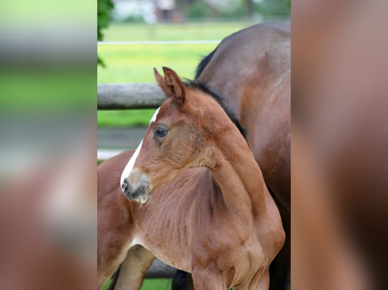 Hannoveranare Hingst Föl (04/2024) 169 cm Brun in Kutenholz