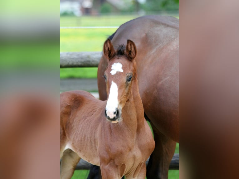 Hannoveranare Hingst Föl (04/2024) 169 cm Brun in Kutenholz