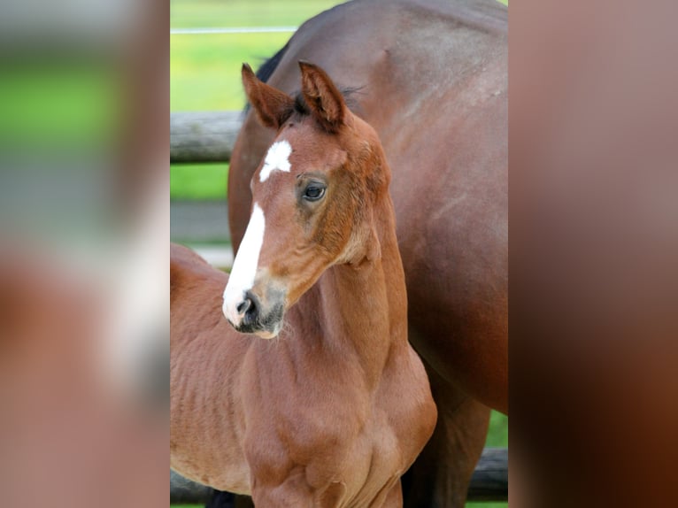 Hannoveranare Hingst Föl (04/2024) 169 cm Brun in Kutenholz