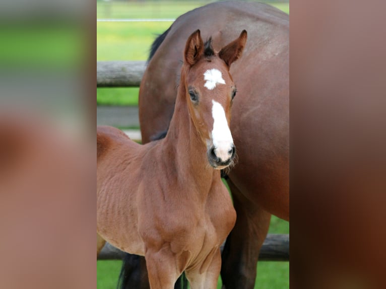 Hannoveranare Hingst Föl (04/2024) 169 cm Brun in Kutenholz