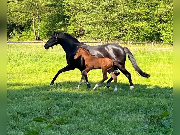 Hannoveranare Hingst Föl (04/2024) 170 cm Brun in Salzhausen