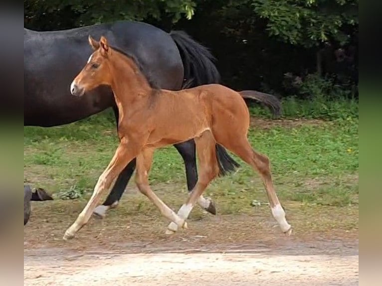 Hannoveranare Hingst Föl (04/2024) 170 cm Brun in Salzhausen