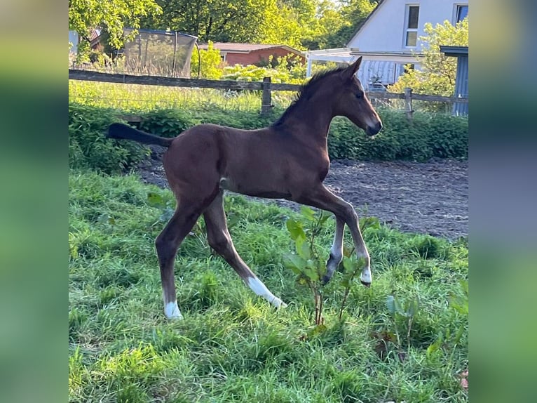 Hannoveranare Hingst Föl (04/2024) 170 cm Brun in Salzhausen