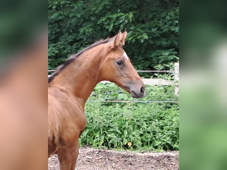 Hannoveranare Hingst Föl (04/2024) 170 cm Brun in Salzhausen