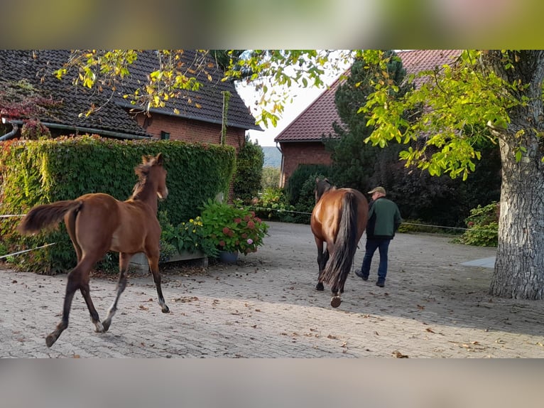 Hannoveranare Hingst Föl (06/2024) 170 cm Brun in Rinteln