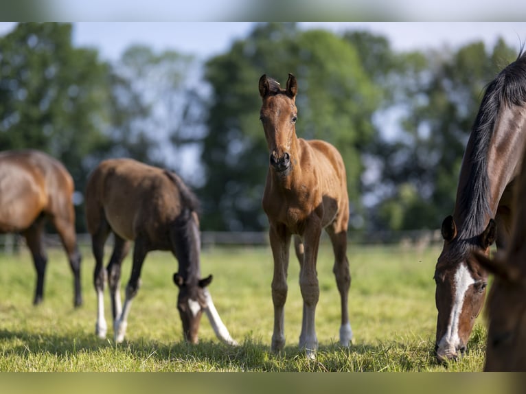 Hannoveranare Hingst Föl (03/2024) 170 cm Brun in Winsen (Luhe)