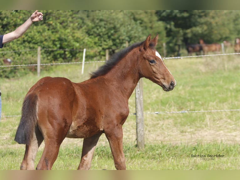 Hannoveranare Hingst Föl (04/2024) 170 cm Brun in Bielefeld