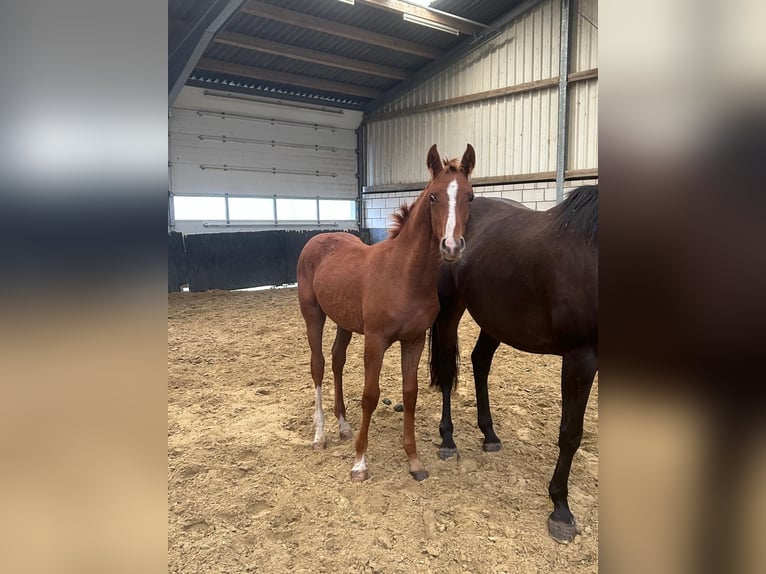 Hannoveranare Hingst Föl (04/2024) 170 cm fux in Moers