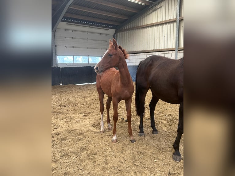 Hannoveranare Hingst Föl (04/2024) 170 cm fux in Moers