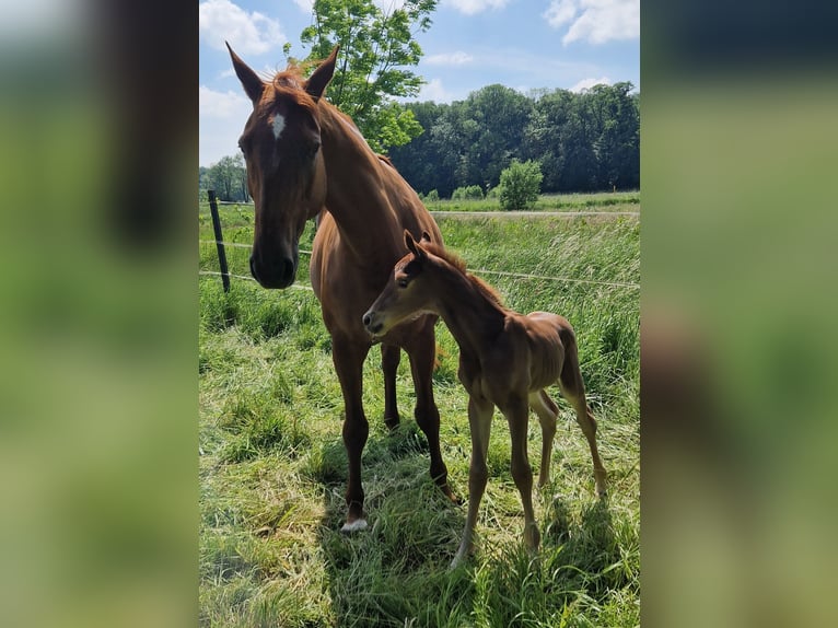 Hannoveranare Hingst Föl (05/2024) 170 cm fux in Varel