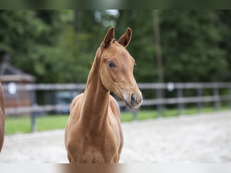 Hannoveranare Hingst Föl (05/2024) 170 cm fux in Varel