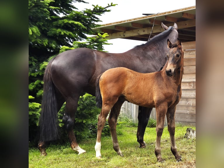 Hannoveranare Hingst Föl (04/2024) 170 cm Mörkbrun in Heede