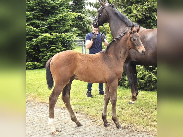 Hannoveranare Hingst Föl (04/2024) 170 cm Mörkbrun in Heede