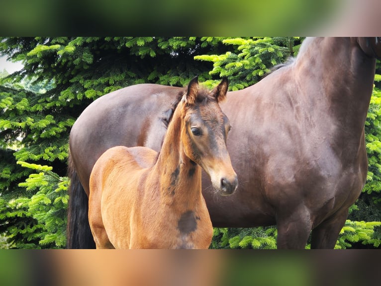 Hannoveranare Hingst Föl (04/2024) 170 cm Mörkbrun in Heede