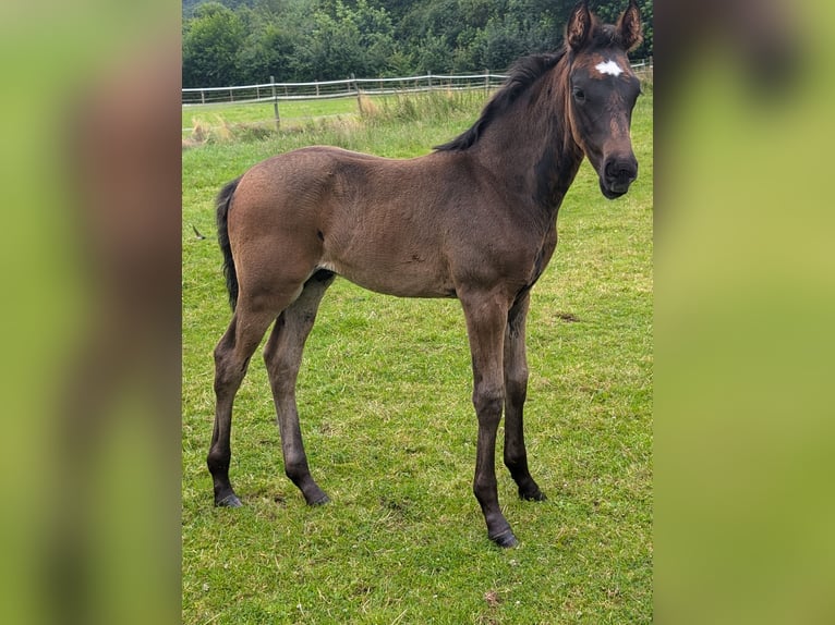 Hannoveranare Hingst Föl (05/2024) 170 cm Mörkbrun in Rosengarten