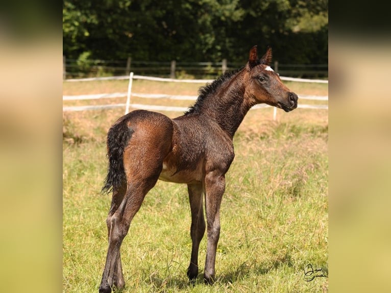 Hannoveranare Hingst Föl (05/2024) 170 cm Mörkbrun in Rosengarten