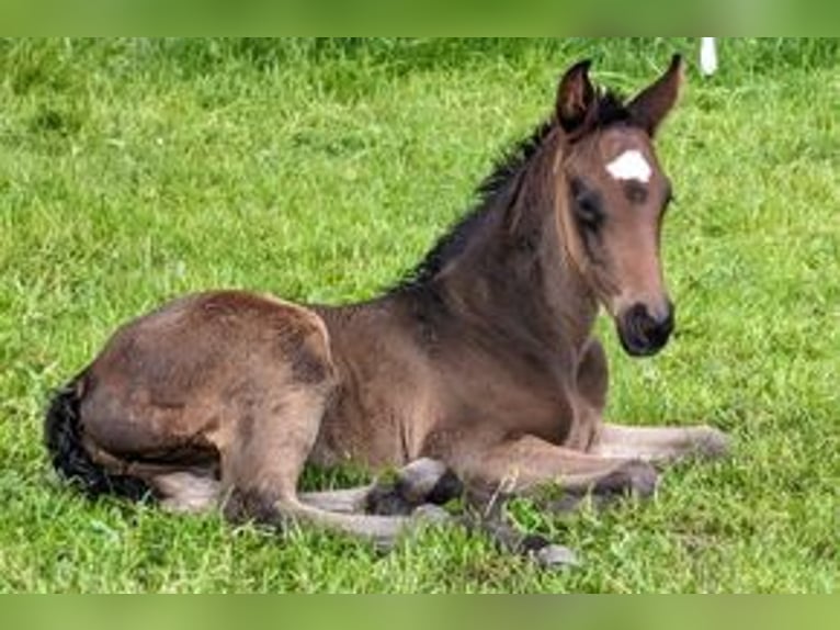 Hannoveranare Hingst Föl (05/2024) 170 cm Mörkbrun in Rosengarten