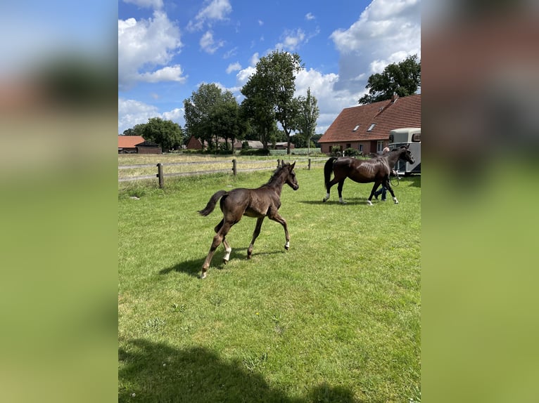 Hannoveranare Hingst Föl (05/2024) 170 cm Svart in Marl