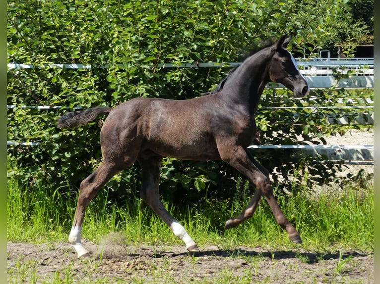 Hannoveranare Hingst Föl (05/2024) 170 cm Svart in Celle