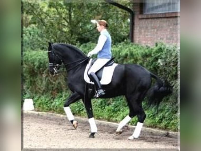 Hannoveranare Hingst Föl (05/2024) 170 cm Svart in Celle