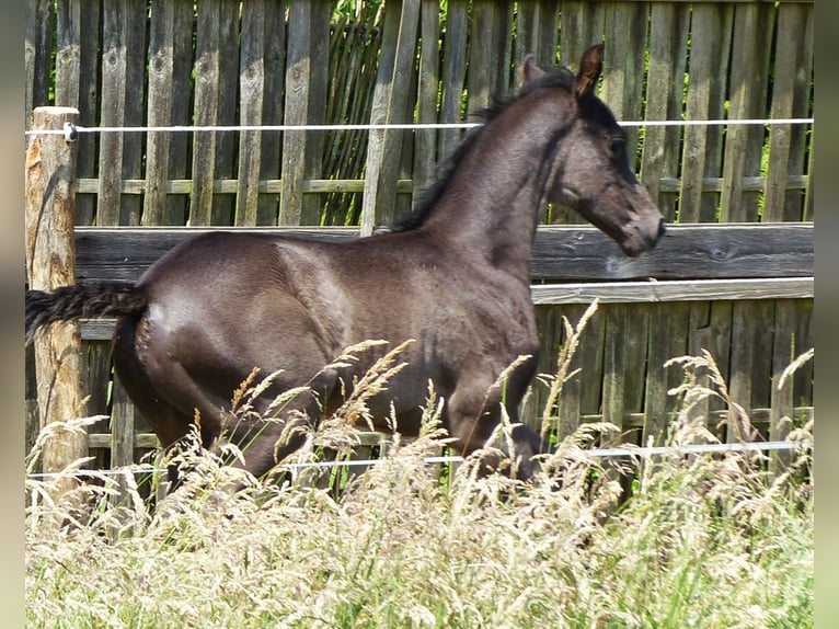 Hannoveranare Hingst Föl (05/2024) 170 cm Svart in Celle