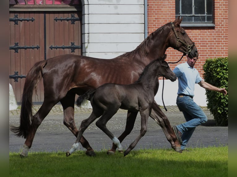 Hannoveranare Hingst Föl (05/2024) 170 cm Svart in Celle