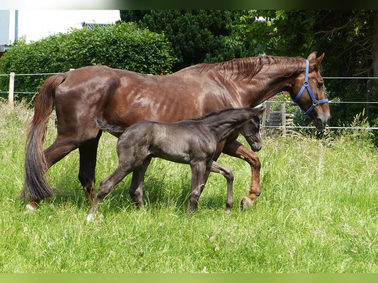 Hannoveranare Hingst Föl (05/2024) 170 cm Svart in Celle