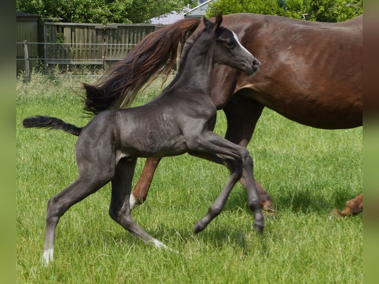 Hannoveranare Hingst Föl (05/2024) 170 cm Svart in Celle