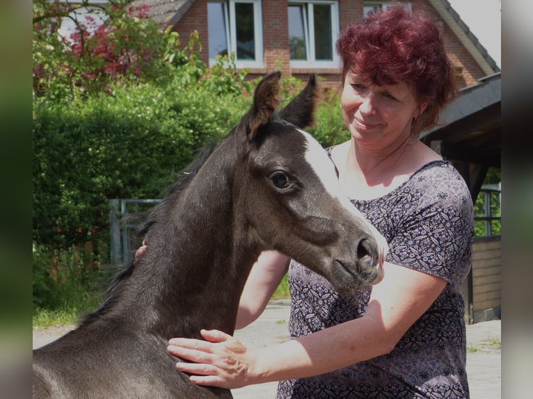 Hannoveranare Hingst Föl (05/2024) 170 cm Svart in Celle