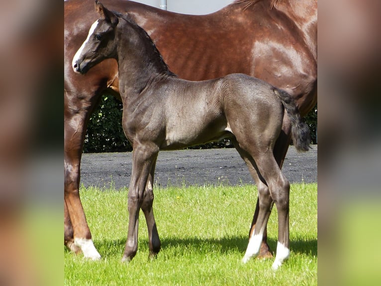 Hannoveranare Hingst Föl (05/2024) 170 cm Svart in Celle