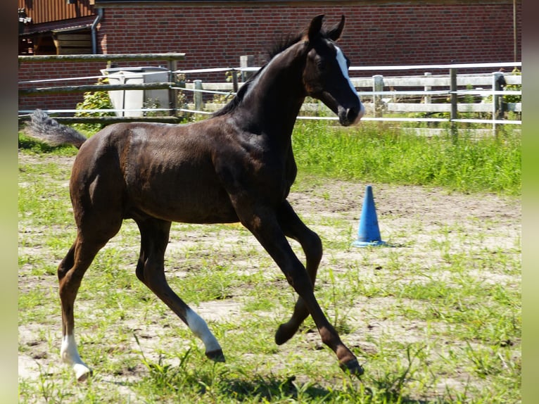 Hannoveranare Hingst Föl (05/2024) 170 cm Svart in Celle