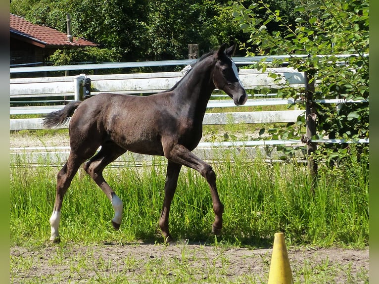 Hannoveranare Hingst Föl (05/2024) 170 cm Svart in Celle