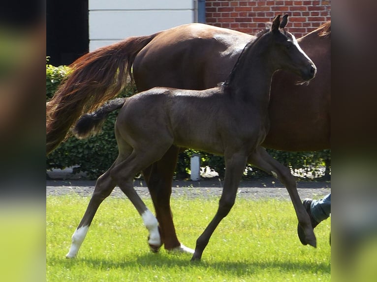 Hannoveranare Hingst Föl (05/2024) 170 cm Svart in Celle