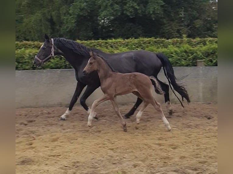 Hannoveranare Hingst Föl (06/2024) 170 cm Svart in Hamersen