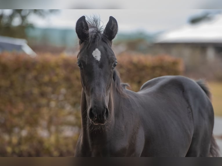 Hannoveranare Hingst Föl (05/2024) 170 cm Svart in Hagen im Bremischen