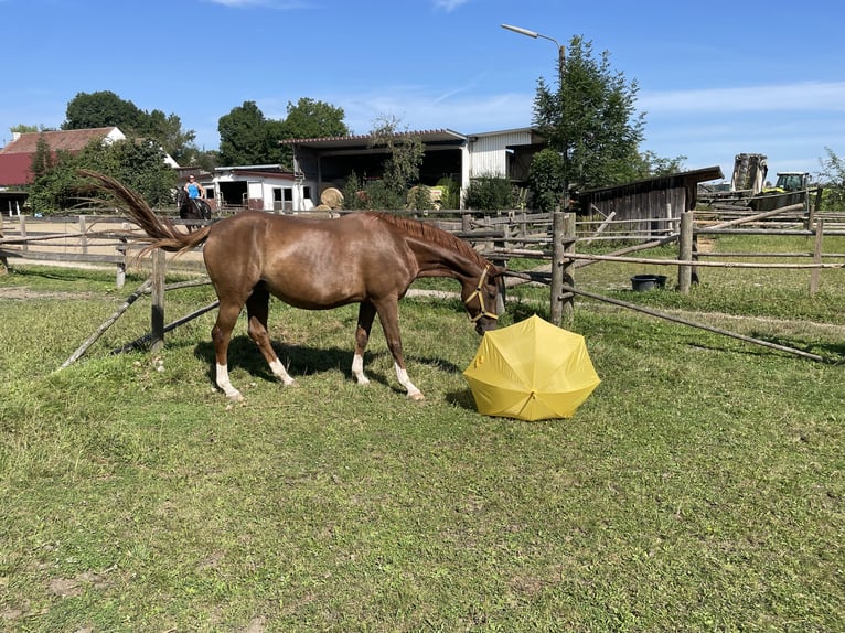 Hannoveranare Hingst Föl (05/2024) 170 cm Svart in Hettenshausen