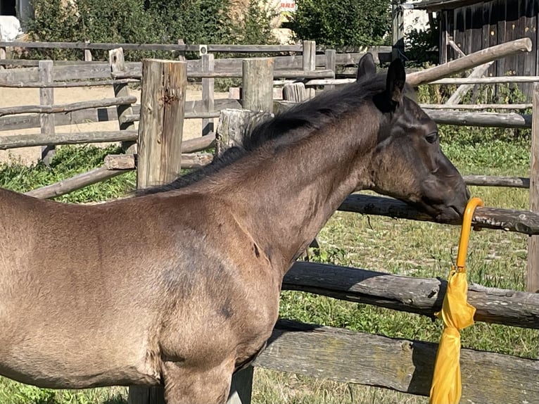 Hannoveranare Hingst Föl (05/2024) 170 cm Svart in Hettenshausen