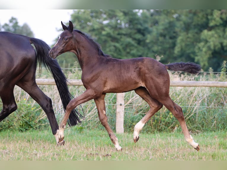 Hannoveranare Hingst Föl (06/2024) 170 cm Svart in Rickling